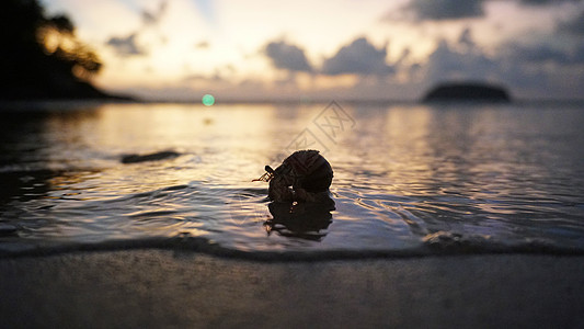 长着可爱眼睛的寄居蟹在沙滩上奔跑动物海滩生活海岸线贝壳家族生物甲壳日落野生动物图片