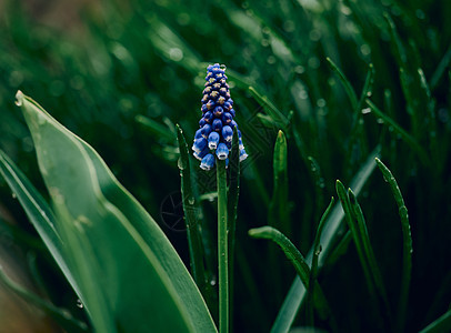 蓝花慕斯卡里花朵或老鼠hyacinth 特写图片