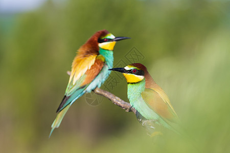 乐园的鸟儿 在开春的青绿中 吃蜜蜂背景图片