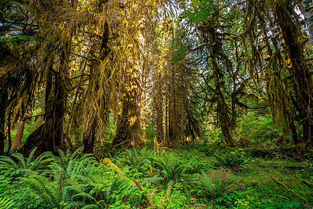 亚州奥林匹克国家公园景观a树木苔藓踪迹荒野小路环境旅游叶子森林植物图片