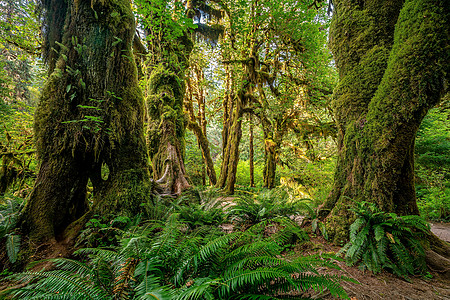 亚州奥林匹克国家公园景观a旅行旅游小路半岛踪迹树木植物荒野公园森林图片
