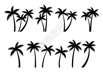 棕榈树的背影设置 棕榈树在白色背景中被隔离海滩森林可可绘画公园叶子旅行热带异国环境图片