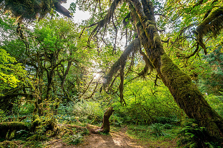 亚州奥林匹克国家公园景观a小路植物半岛国家旅行旅游苔藓叶子公园踪迹图片