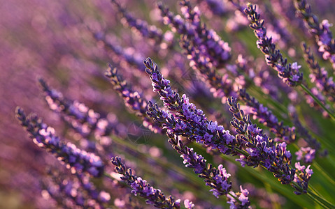 黄昏时普罗旺斯紫色的紫衣草地花朵植物乡村粉色季节日落旅行农业场地场景图片