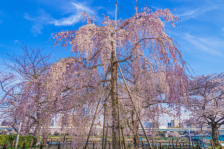 塞达公园分樱花花图片