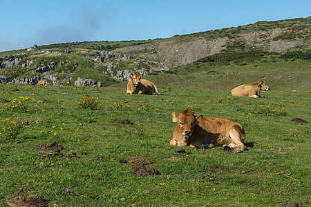 躺卧在绿草中的牛图片