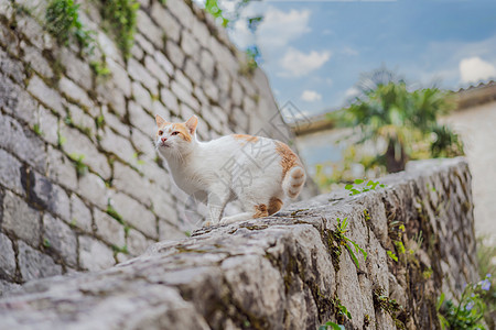 黑山有猫的城市科托尔街上的猫猫科咖啡店小猫游客荒野桌子宠物动物流浪毛皮图片