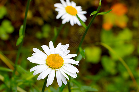 夏天在草原上 紧贴着一朵盛开的白甘菊图片