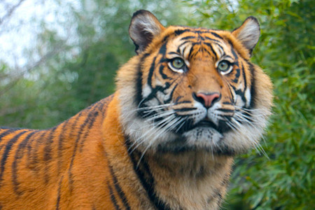 远离焦点 模糊的背景 美丽的老虎 在公园里图片