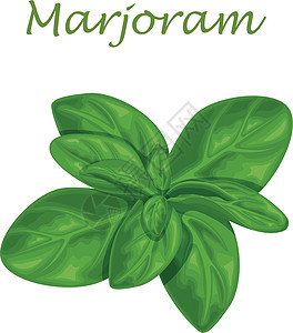 叶子和一枝马约拉姆的松果 一种辣类药用药草 用于调味香气手绘植物花园插图草本植物雕刻标签香菜烹饪图片