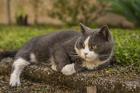 可爱的猫在草地里休息场地小猫猫咪蓝色宠物动物植物哺乳动物婴儿花园图片