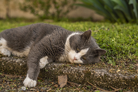 可爱的猫在草地里休息场地小猫猫咪季节太阳婴儿蓝色眼睛花园阳光图片