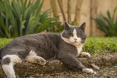 可爱的猫在草地里休息宠物阳光季节猫咪蓝色太阳眼睛花园哺乳动物小猫图片