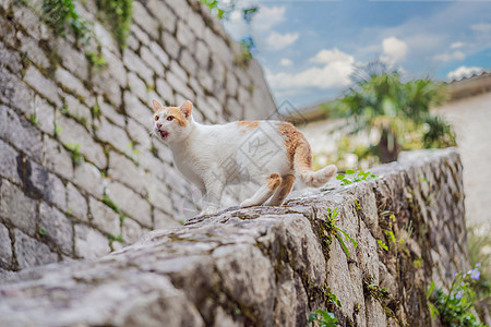 黑山有猫的城市科托尔街上的猫哺乳动物橙子流浪小猫旅行街道猫咪猫科假期野生动物图片