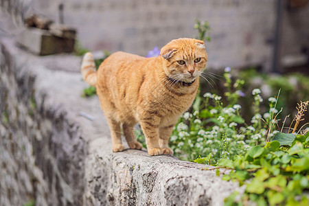 黑山有猫的城市科托尔街上的猫旅行宠物眼睛荒野虎斑景观街道假期猫咪哺乳动物图片