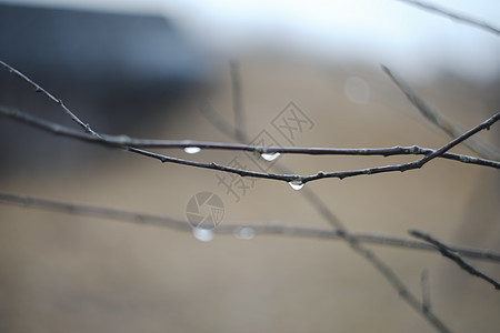 下雨天 雨滴落在树枝上 雨滴挂在背景模糊的树枝上枝条露滴森林环境植物群公园植物木头天气衬套图片