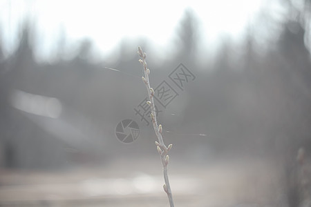 春春在花园的树枝上植芽 自然背景 春季壁纸 缝合 选择性焦点森林木头树叶树木植物墙纸野生动物植物学生长季节图片