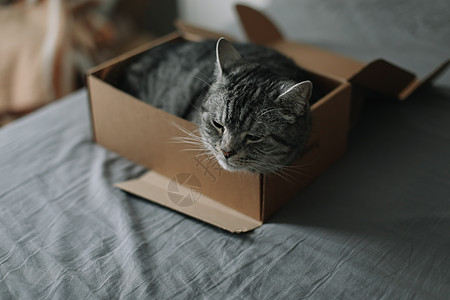 在家里玩滑稽的软糖苏格兰直猫 Cat 肖像猫咪短发房间家庭晶须闲暇大花猫小猫公寓房子图片
