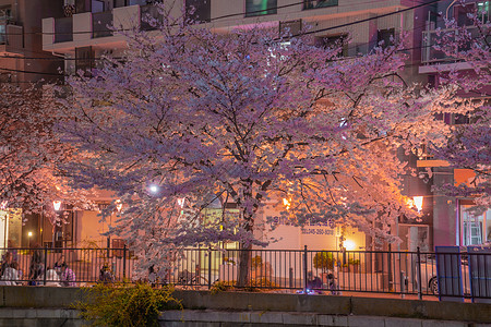 Ookigawa 夜间樱花弹簧特征花瓣长廊大川夜景春夜图片