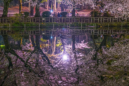公园的夜樱花花植物景点花瓣反射池塘树木木头叶子花园夜景图片