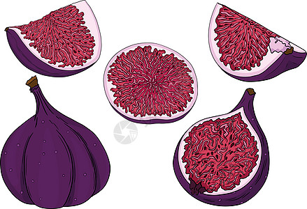 一组多彩无花果的矢量农业食物水果饮食情调热带收藏艺术异国紫色图片