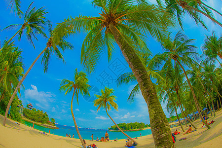 森托萨岛海滩蓝天树木海洋木头沙滩图片