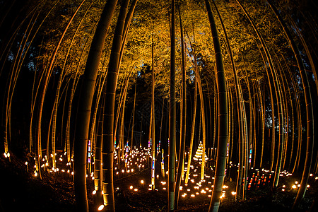 bamboo森林小直径照明Kojo Castle公民森林城市民文化风格小径直径历史特辑竹叶竹林故事图片