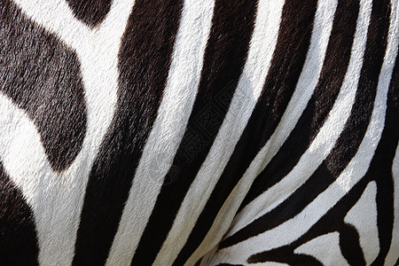 黑白斑马的斑马 斑马条纹图片