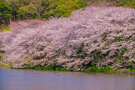 樱花花和全盛开的日本花园水面建筑植物文化花园天空胜利风格樱花池塘图片