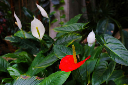 鲜花家庭植物特写 装饰图片