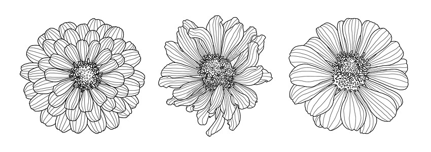 三幅Zinnia花朵的绘画图片