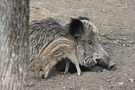 自然野生的美丽小猪 野野猪 森林里的动物团体哺乳动物婴儿鼻子幼兽家庭毛皮荒野男性公猪图片