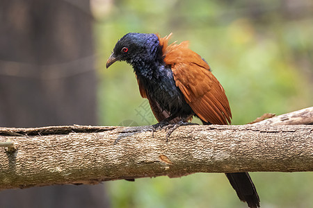 大自然背景的更大圆形图像 鸟类 动物野鸡蓝色翅膀野生动物荒野环境热带森林公园观鸟图片