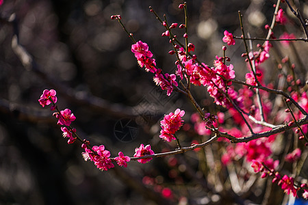 梅花形象蓝天木头公园粉色白梅梅园李子晴天花瓣植物图片