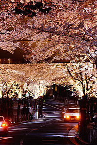 樱桃隧道花瓣景观叶子植物城市树木传统照明文化观光图片