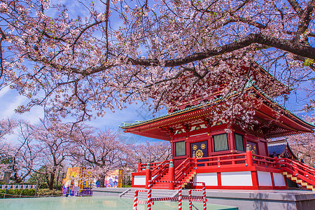 春樱花和高玉横滨市蓝天神社阳台花节樱花天空寺庙白人宗教花瓣图片