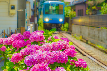 Hydrangea和Enoshima电力铁路电铁黄色植物机车车辆旅行线路粉色交通绿色图片