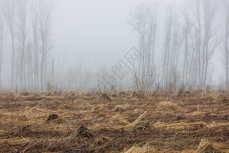 春春清晨雾雾中干草地 背景上有模糊的树木气候场地村庄森林薄雾天空国家季节日历农村图片