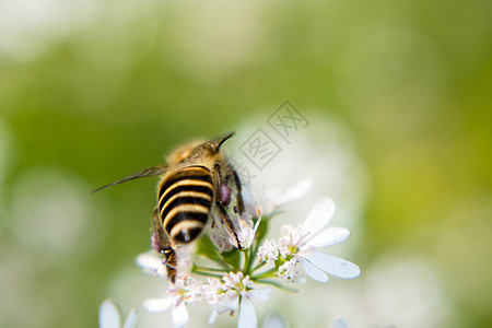 一只蜜蜂从椰子花中采集花蜜生态油菜籽蜂蜜香料花园农业传粉者植物群技术宏观图片