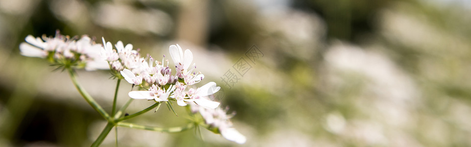 在阳光明媚的白天 椰子植物的花朵白色草本植物叶子花园香料农业技术园艺芫荽种子图片