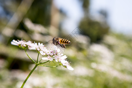 一只蜜蜂从椰子花中采集花蜜烹饪技术蜂蜜花头农场宏观花园昆虫翅膀生态图片