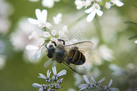 一只蜜蜂从椰子花中采集花蜜植物群农业昆虫芫荽动物花粉漏洞花园农村生态图片