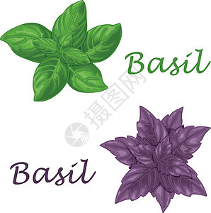 Basil 绿色和紫色的Basil树叶;一种调料用的香味药草;白色背景的矢量插图图片