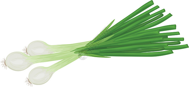绿洋葱 新鲜绿洋葱 健康饮食的概念 维生素蔬菜 弓的矢量说明 b植物营养韭葱美食烹饪香料叶子饮食农业插图图片