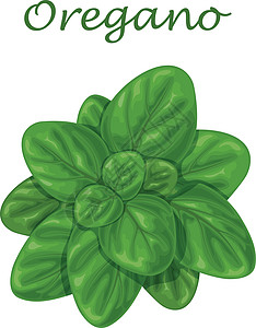 Oregano 绿树叶; 一种调料用的香食药草 白背景的矢量插图图片