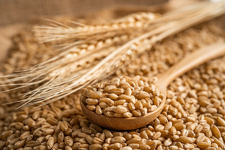 有机农业农场的谷物和小麦耳朵食物植物收成标识粮食玉米标签生长营养种子图片