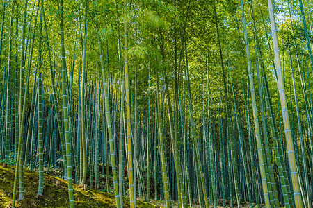 京都和阿拉希山的竹木林形象竹林小径材料旅游景点绿色竹子故事地标图片
