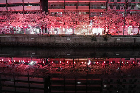 夜樱夜景花瓣植物粉色树木樱花皮革图片