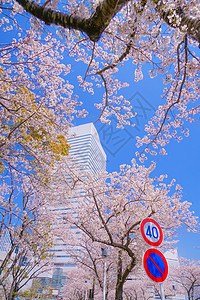 盛开的城市和横滨米那托米拉伊市街景花瓣蓝天建筑摩天轮粉色地标天空摩天大楼晴天图片