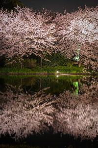樱花三角夜财产精神风格樱花聚光灯情感文化夜景传统花瓣图片